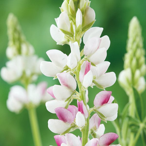 Lupin Pink Fairy