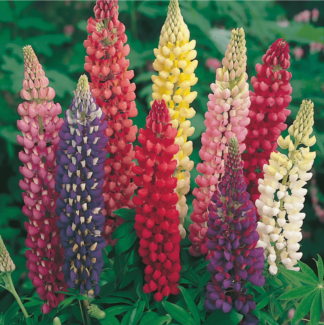 Lupin Russell Mixed Seeds