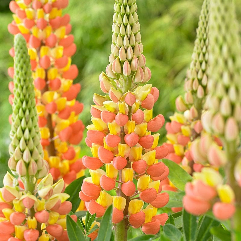 Lupinus Gladiator