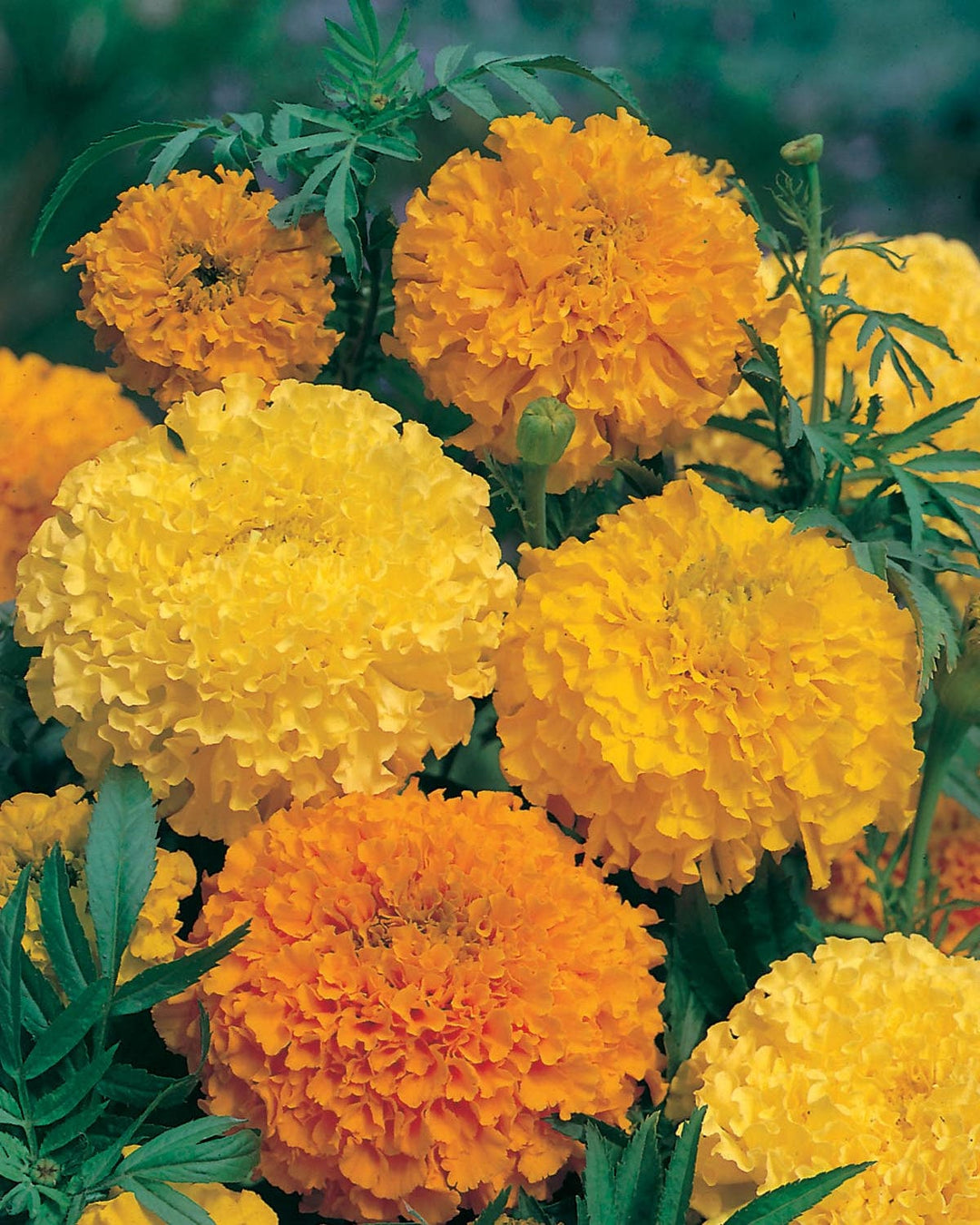 Marigold (African) Double Mixed Seeds