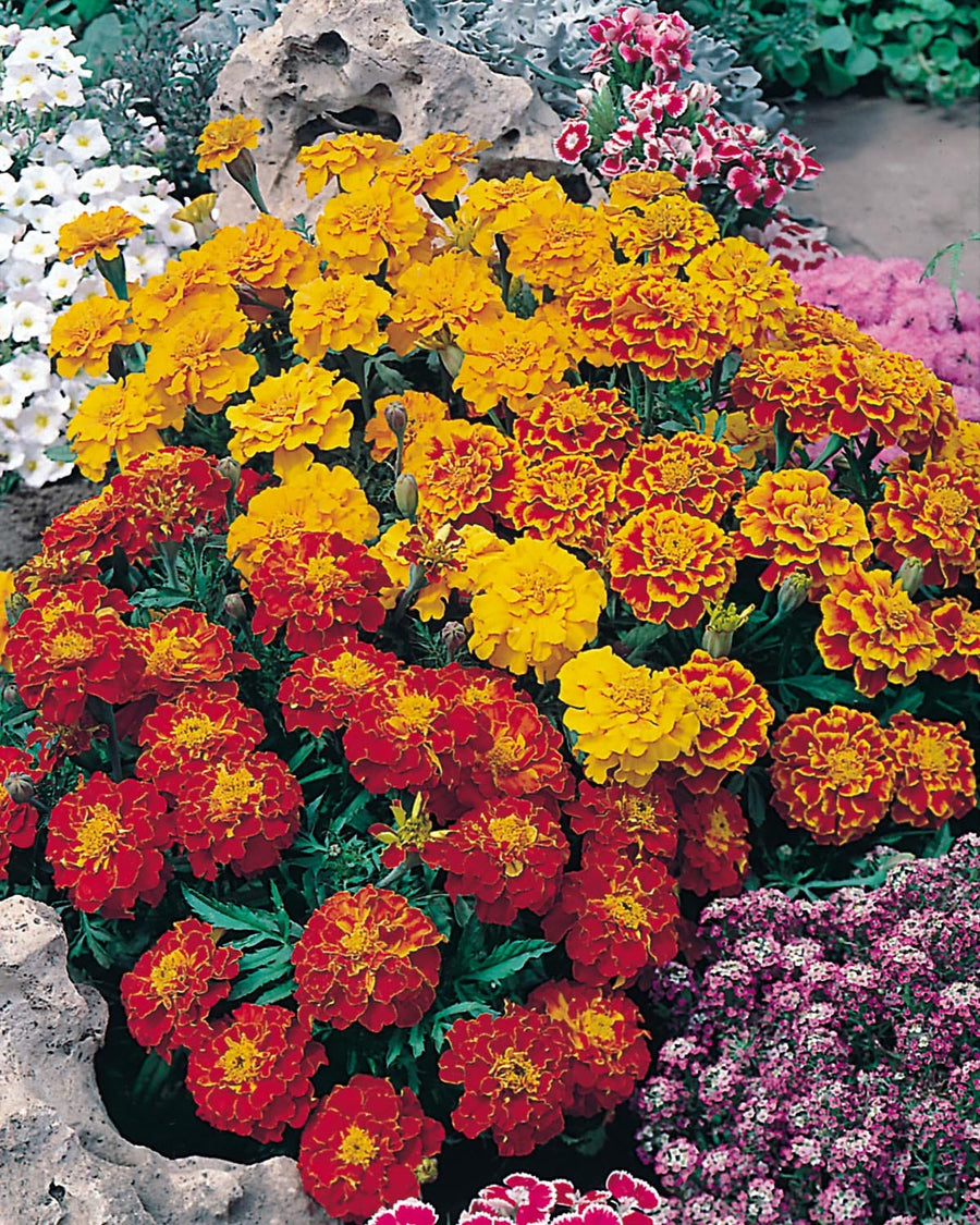 Marigold (French) Bonita Mixed Seeds