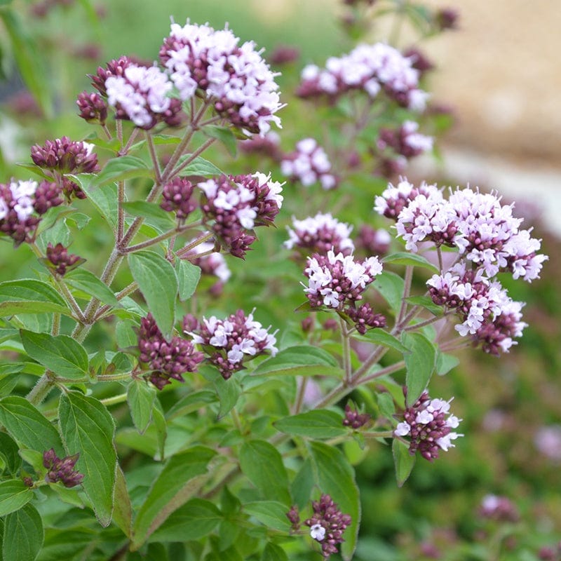 Marjoram Pot
