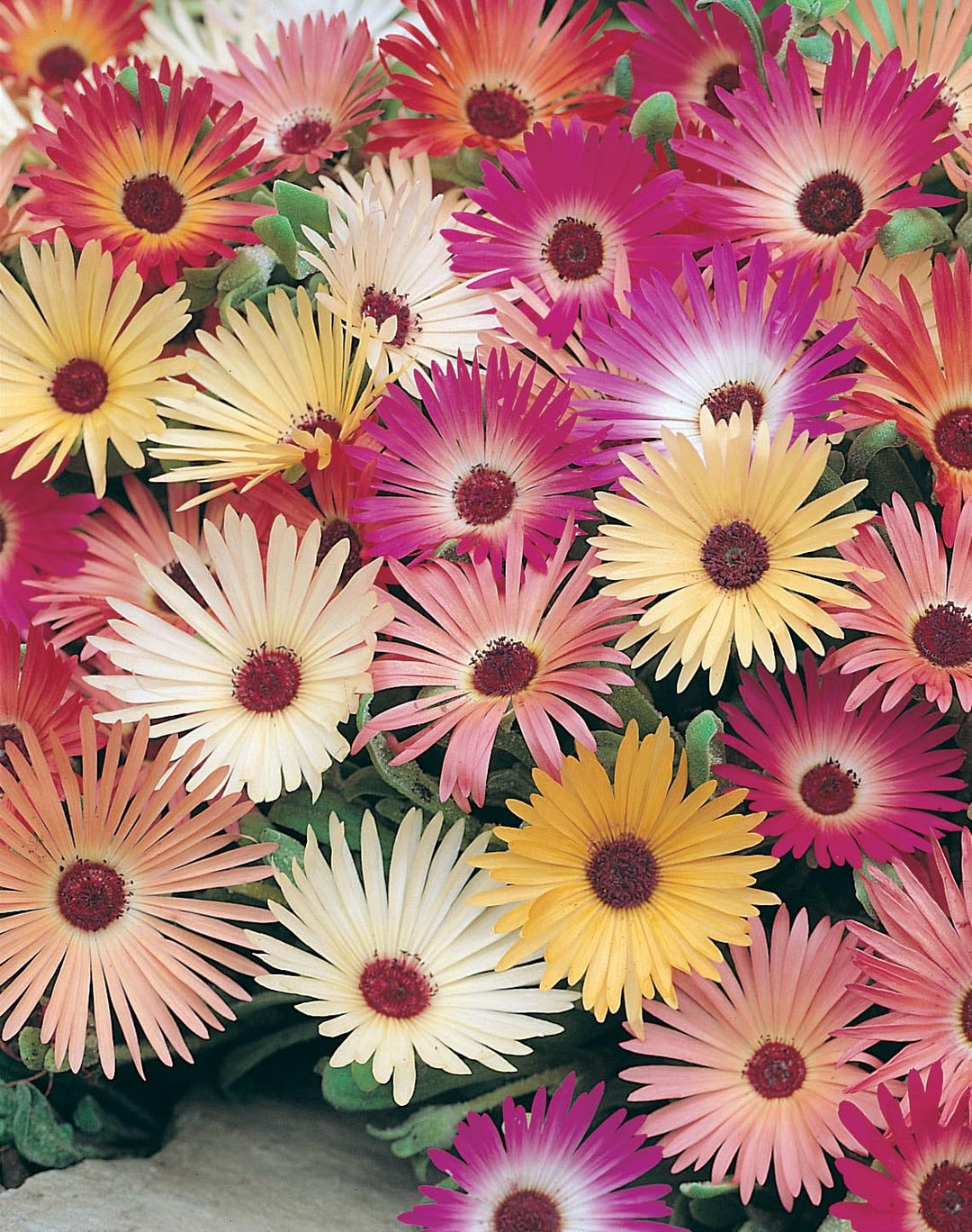 Mesembryanthemum Livingstone Daisy Seeds