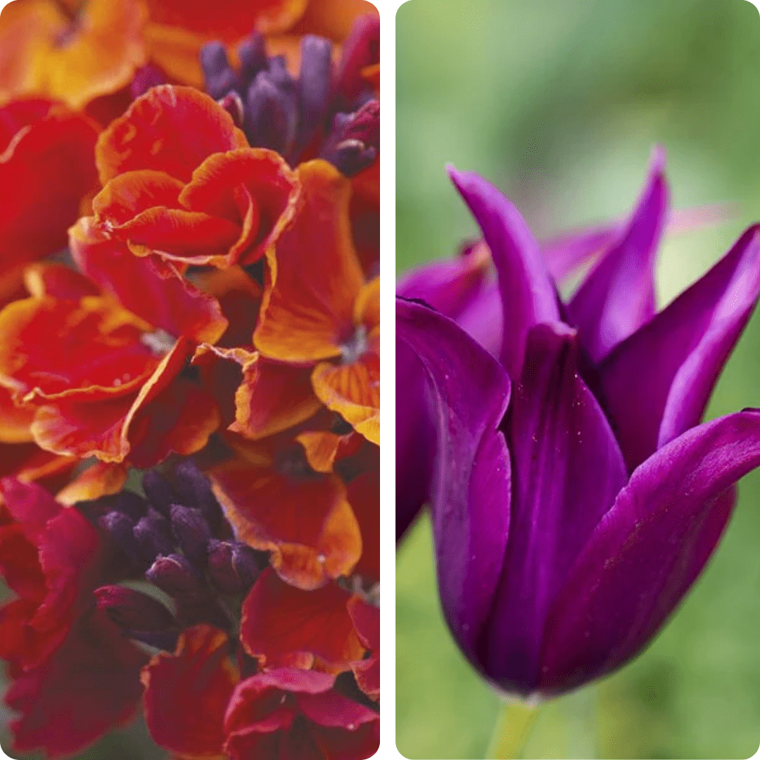 Midnight Marmalade Tulip and Wallflower Collection
