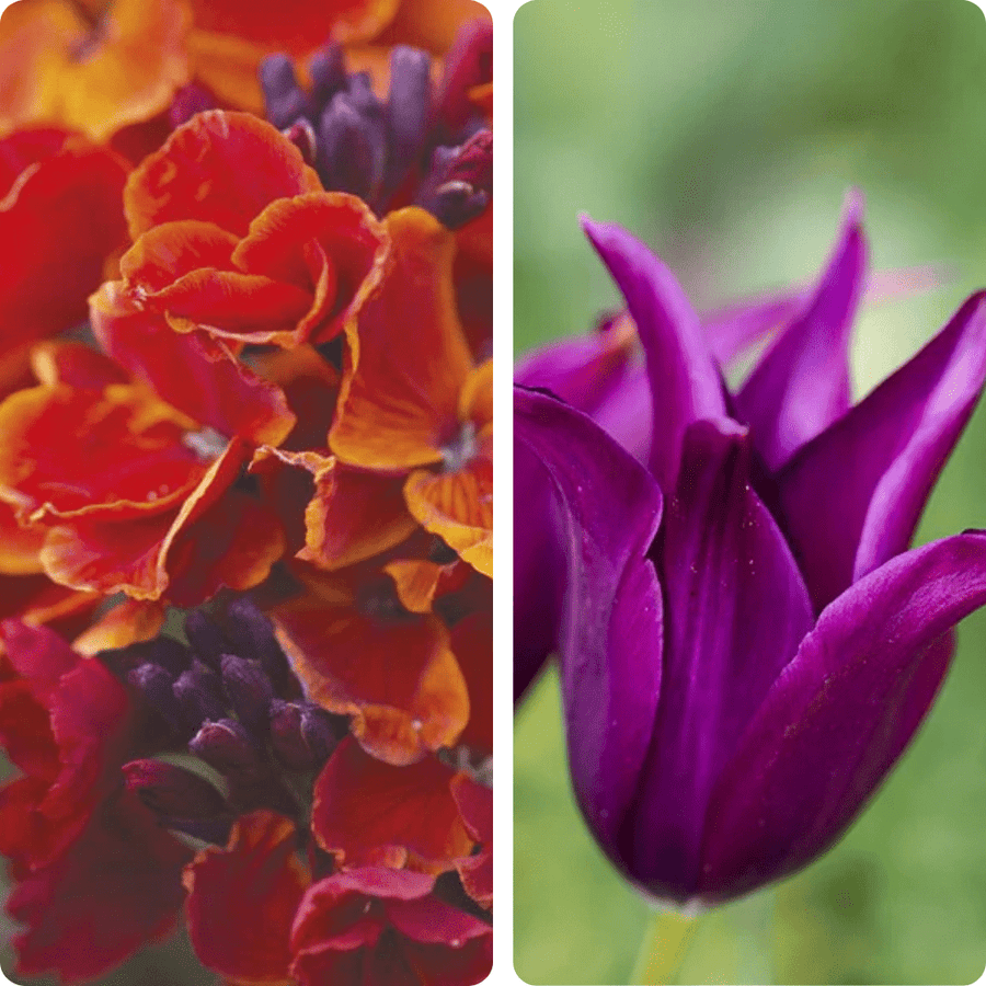 Midnight Marmalade Tulip and Wallflower Collection