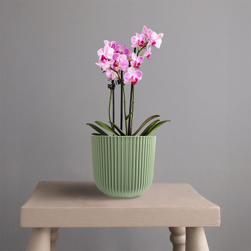 Mini Orchid Pink in Sage Green Recycled Plastic Pot