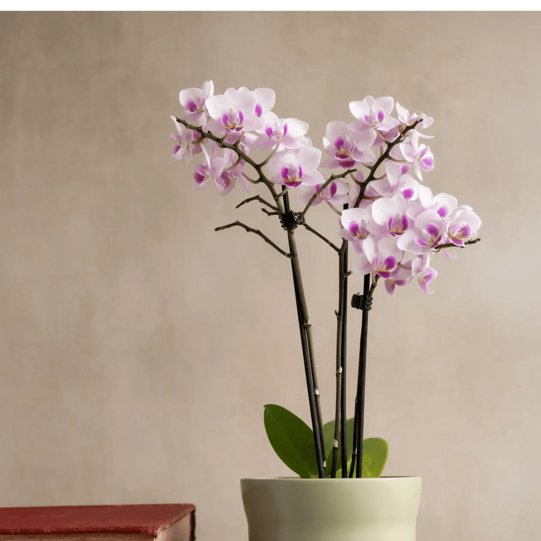 Mini Orchid Pink in Sage Green Recycled Plastic Pot