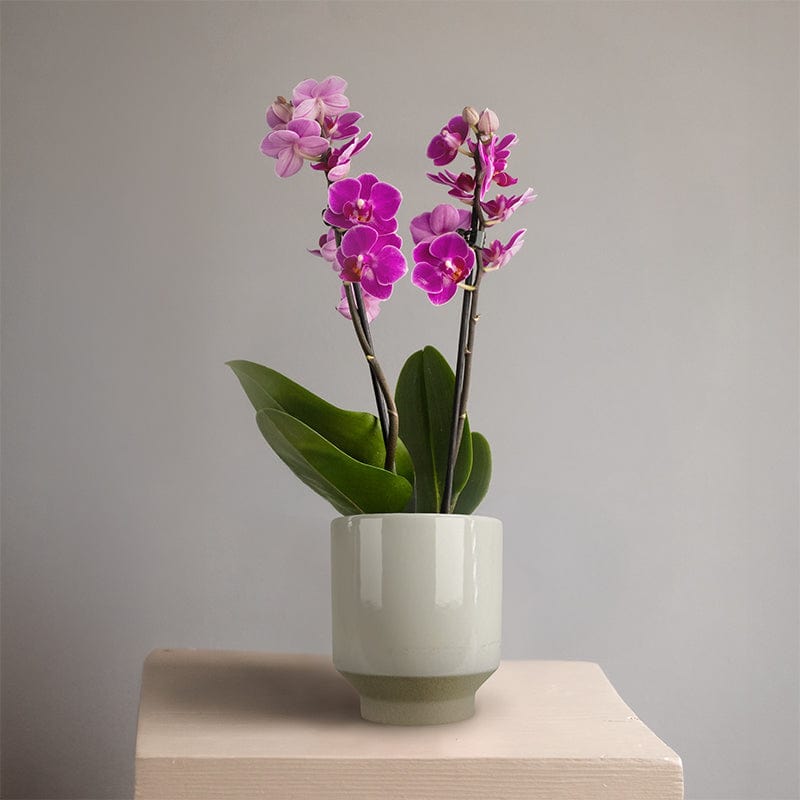 Mini Orchid Pink in White Ceramic Pot