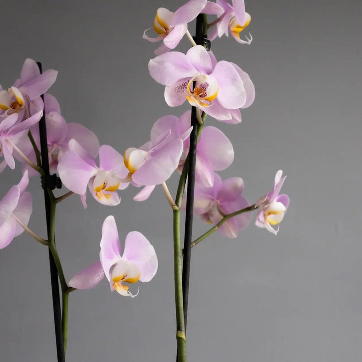 Mini Orchid Pink in White Ceramic Pot