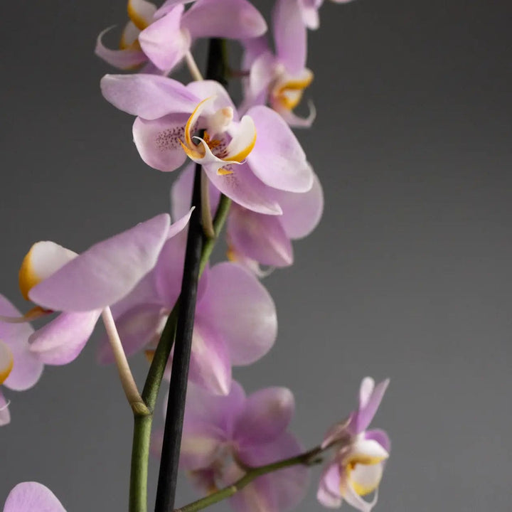 Mini Orchid Pink in White Ceramic Pot