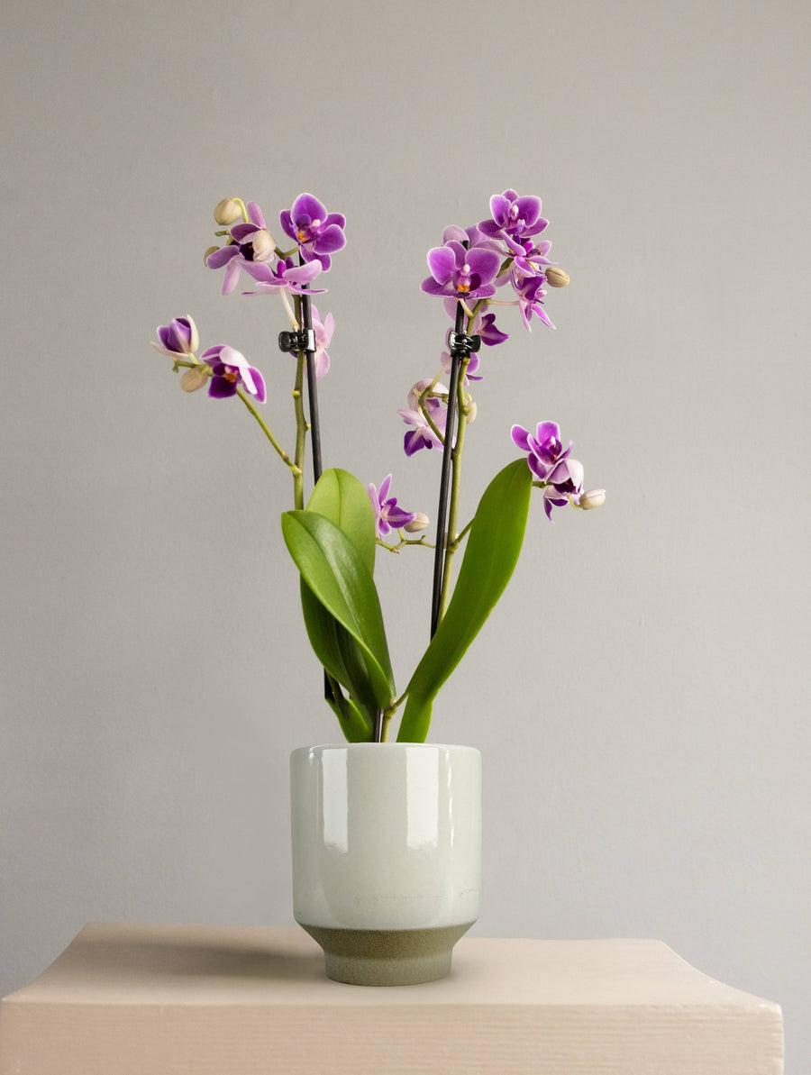 Mini Orchid Purple in Harmony White Ceramic