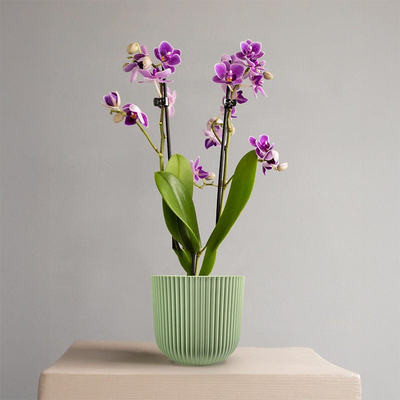 Mini Orchid Purple in Sage Green Recycled Plastic Pot