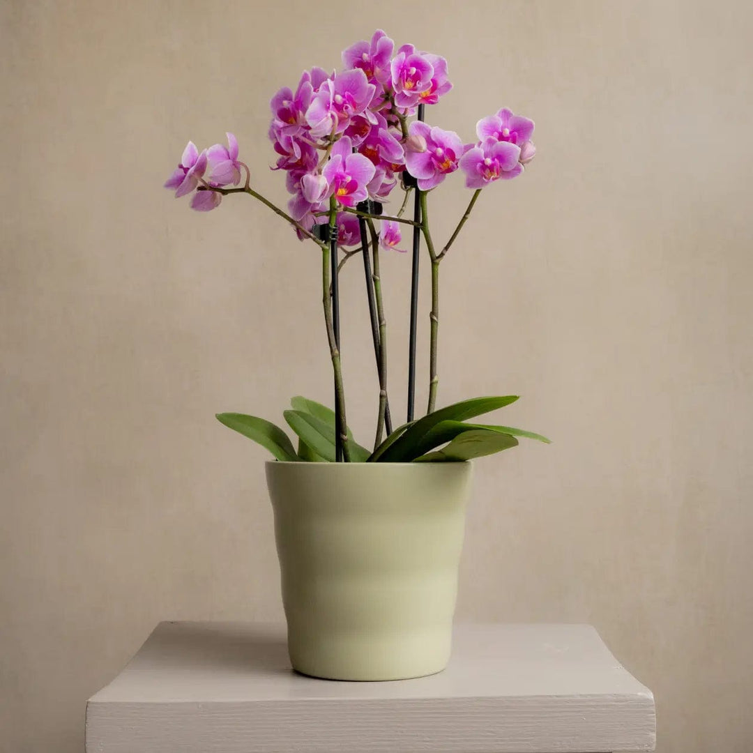 Mini Orchid Purple in Sage Green Recycled Plastic Pot