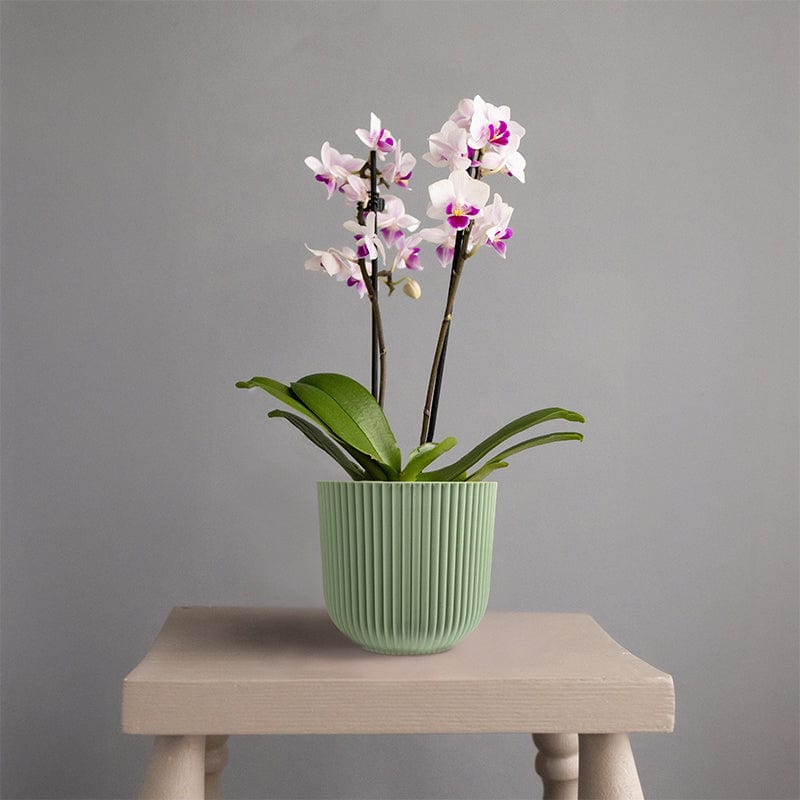 Mini Orchid White in Sage Green Recycled Plastic Pot