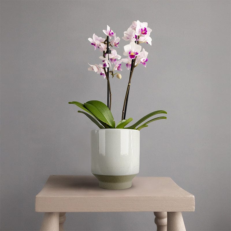 Mini Orchid White in White Ceramic Pot