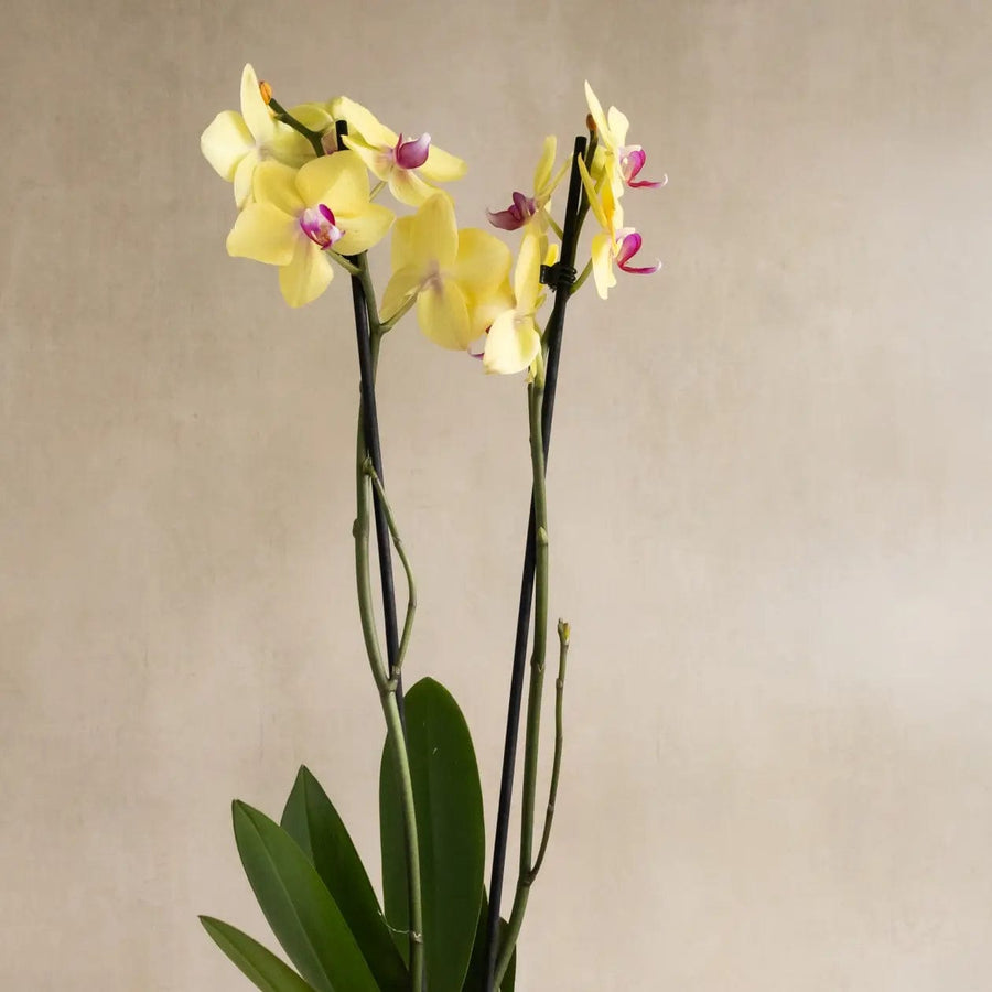 Mini Orchid Yellow in Sage Green Recycled Plastic Pot