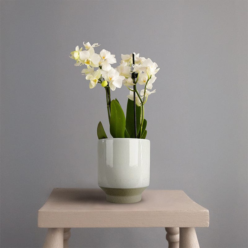 Mini Orchid Yellow in White Ceramic Pot