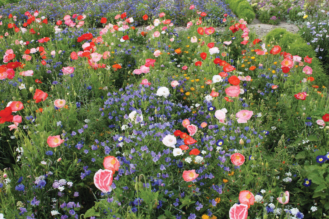 Mixed Annuals Carrie Ann Seeds