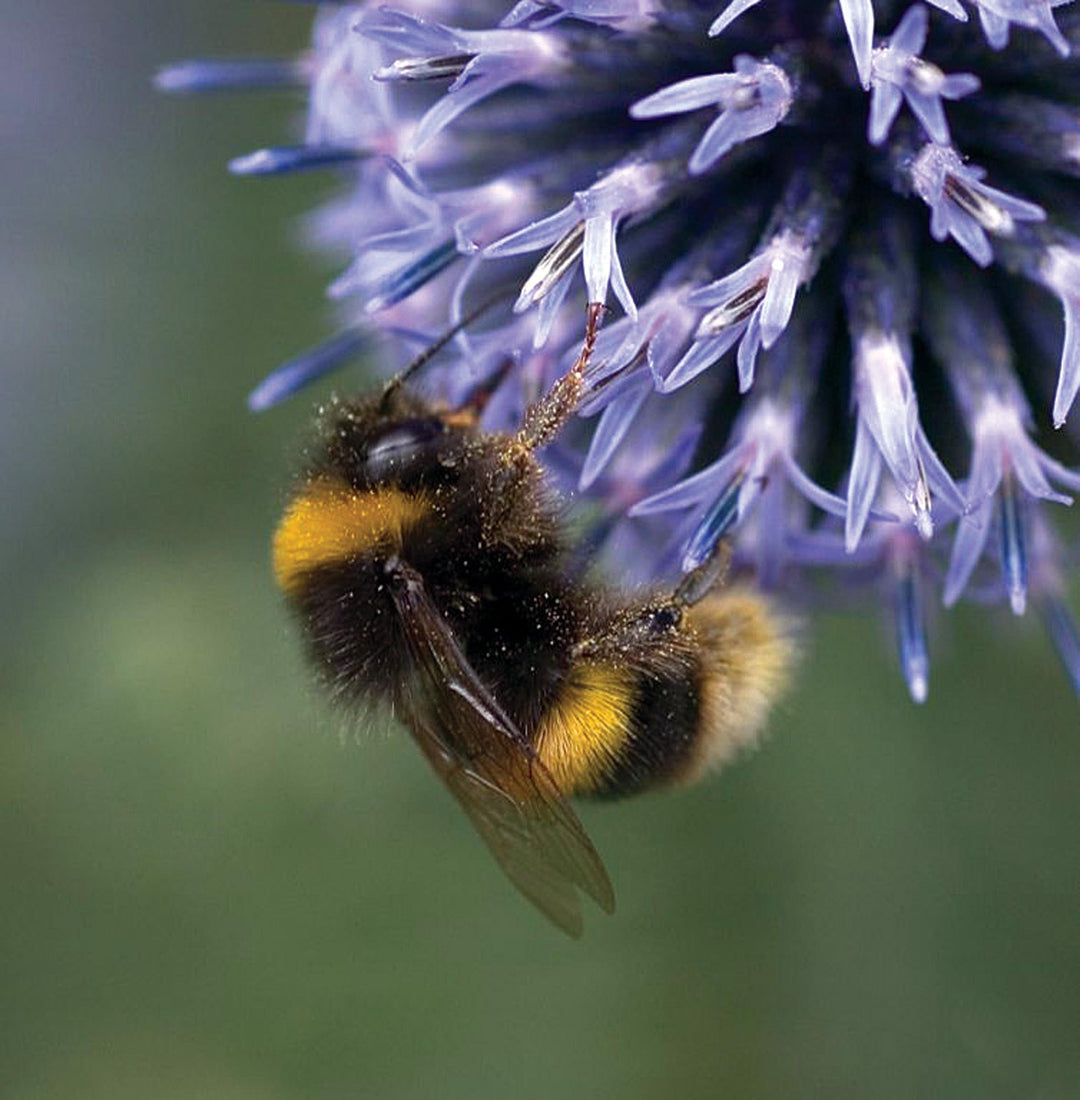 Mixed Bumblebee Friendly Flowers Seeds