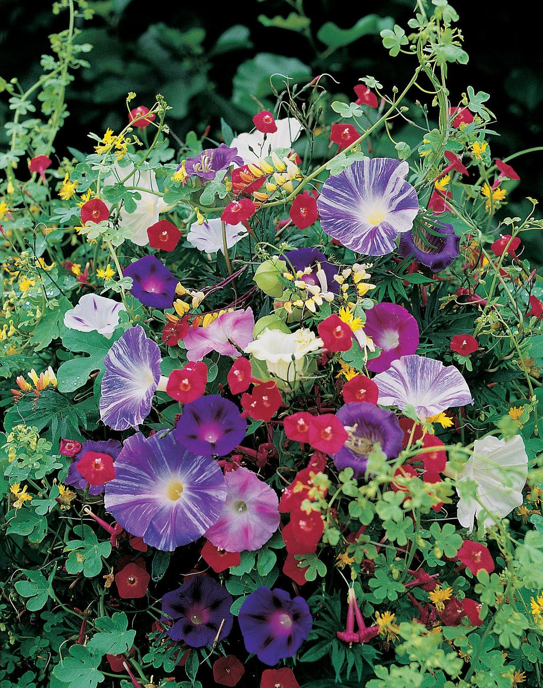 Mixed Climbing Annuals Seeds