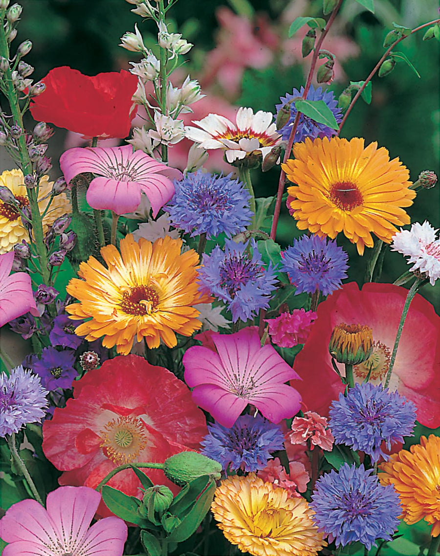 Mixed Quick And Easy Annuals Seeds