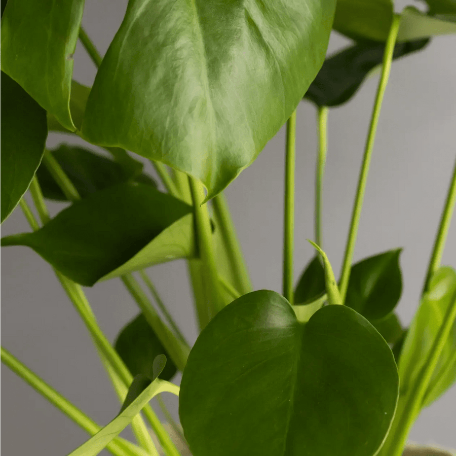 Monstera in Glazed Cognac Ceramic