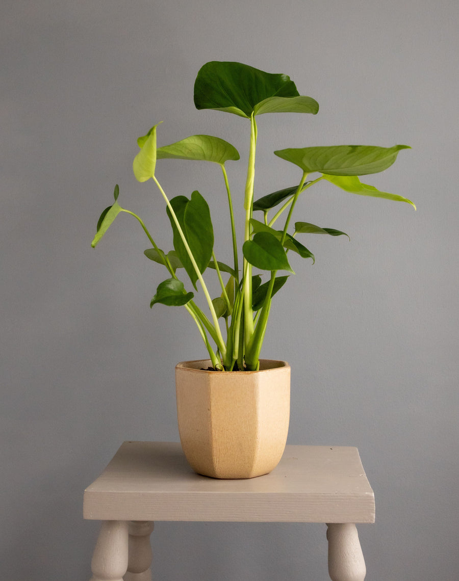 Monstera in Neutral Heptagon Ceramic