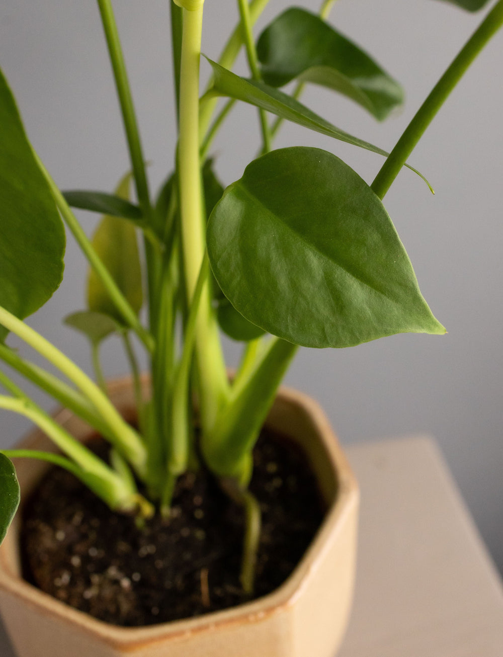 Monstera in Neutral Heptagon Ceramic