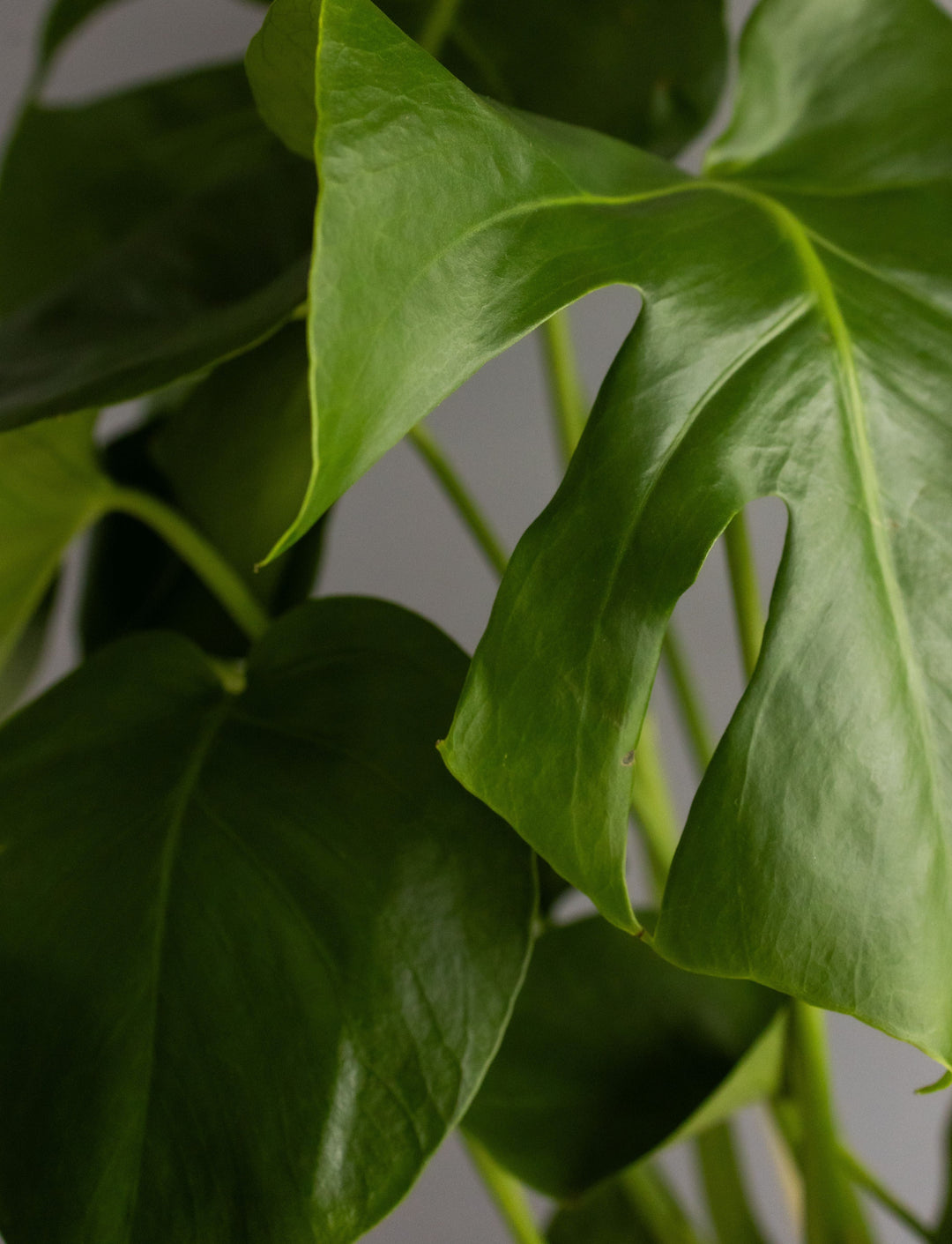 Monstera in Neutral Heptagon Ceramic