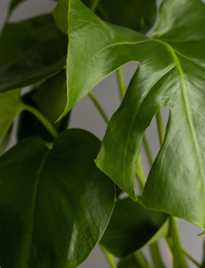 Monstera in Neutral Heptagon Ceramic