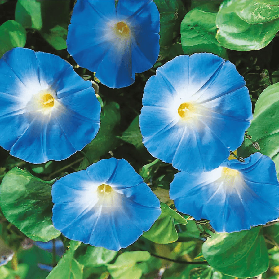 Morning Glory Heavenly Blue Seeds