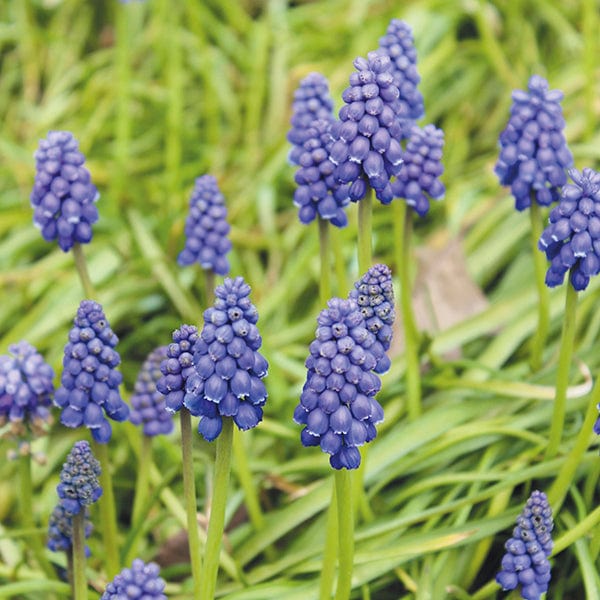 Muscari armeniacum Flower Bulbs