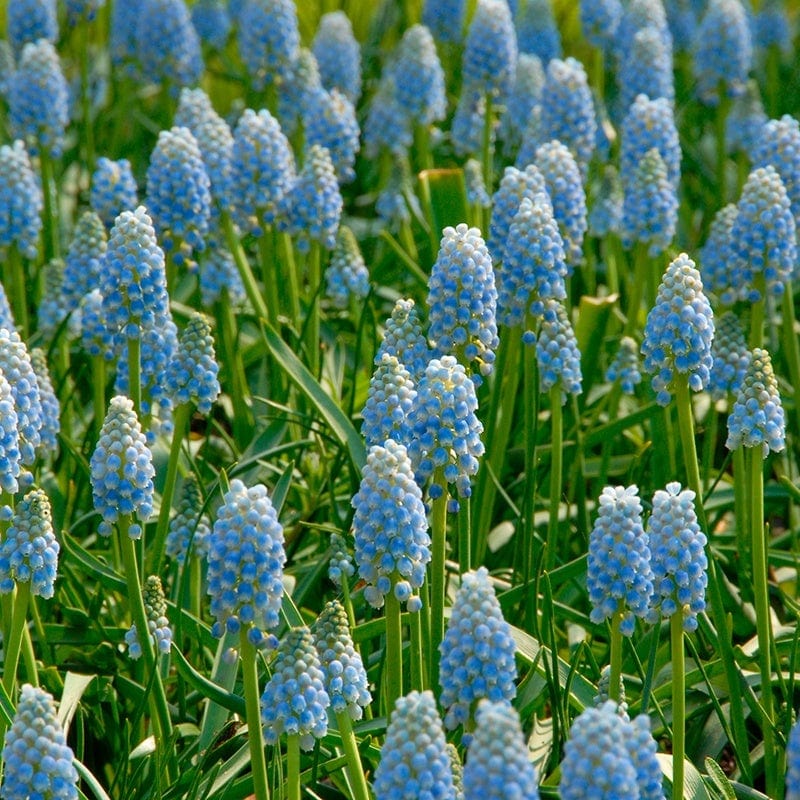 Muscari Peppermint Flower Bulbs