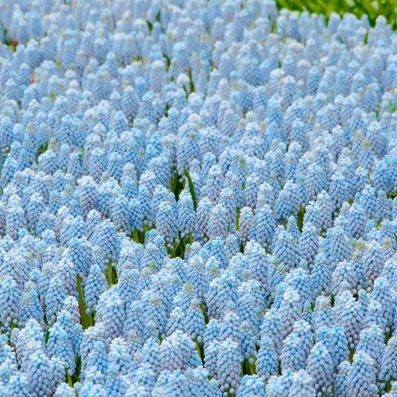 Muscari Valarie Finnes Flower Bulbs