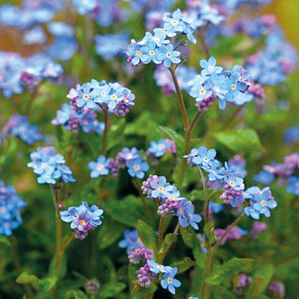 Myosotis Mon Amie