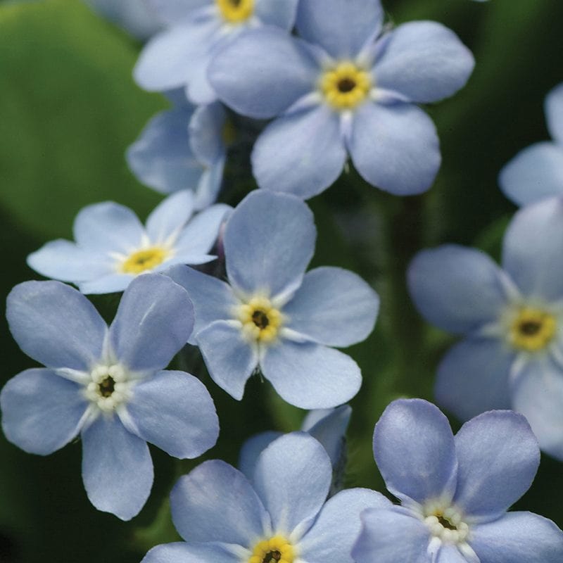 Myosotis Mon Amie Blue