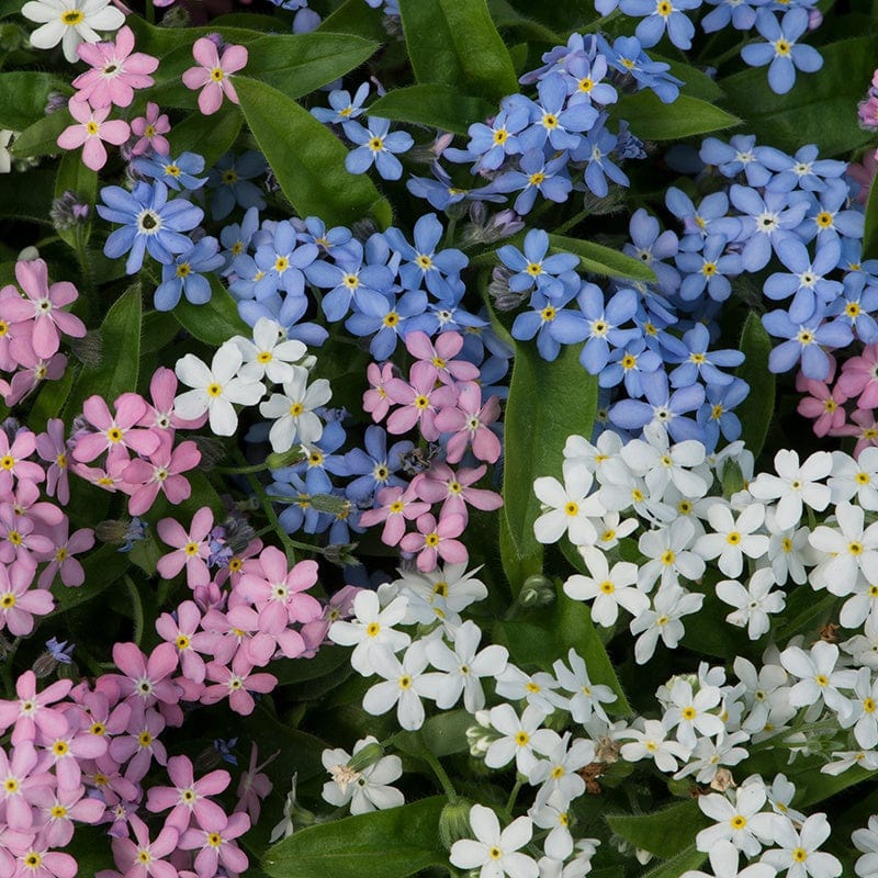 Myosotis Mon Amie Mix