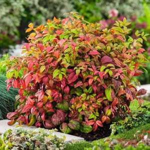 Nandina domestica Firepower Shrub Plants