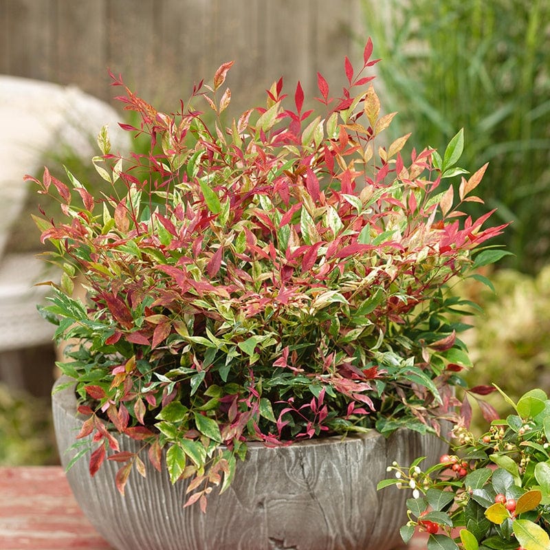 Nandina domestica Red Light Shrub Plant