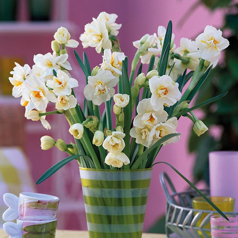 Narcissi Double Collection