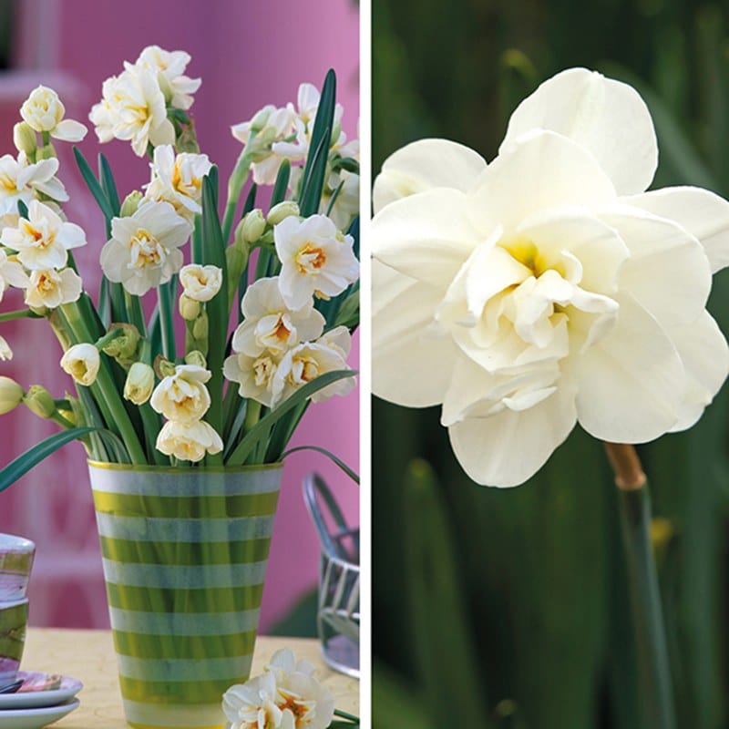 Narcissi Double Collection