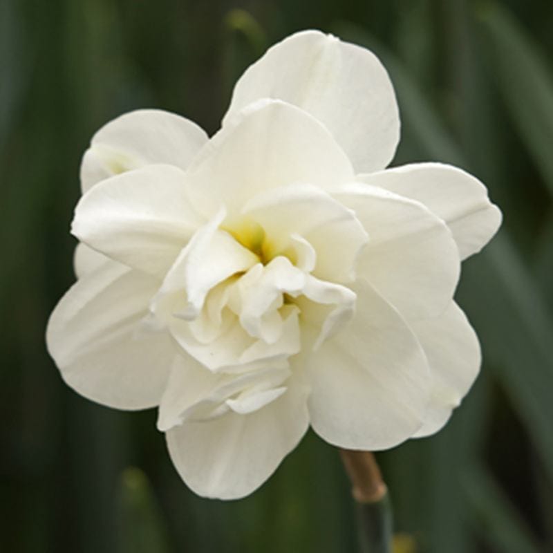 Narcissi Double Collection