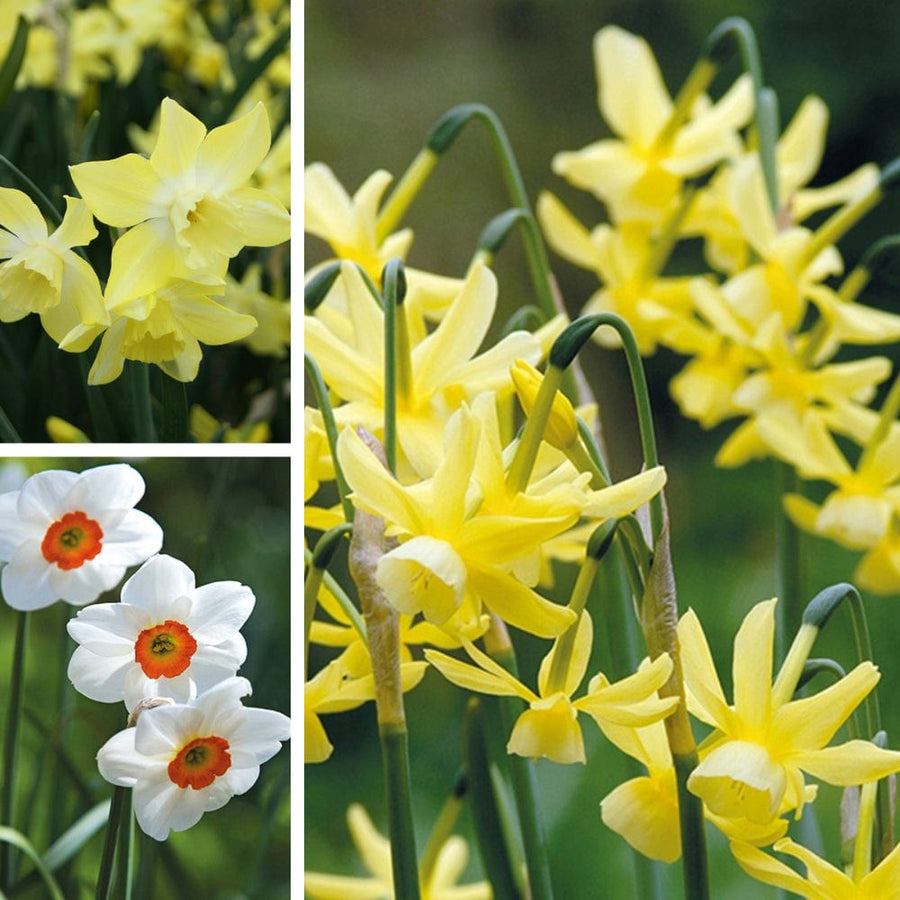 Narcissi Fragrant Flower Bulb Collection
