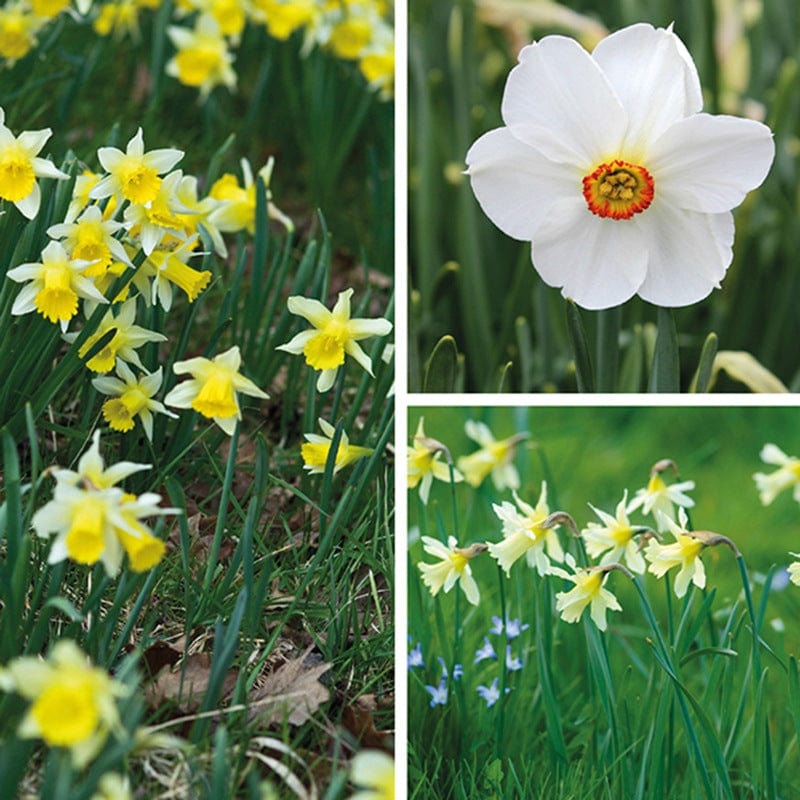 Narcissi Naturalising Collection