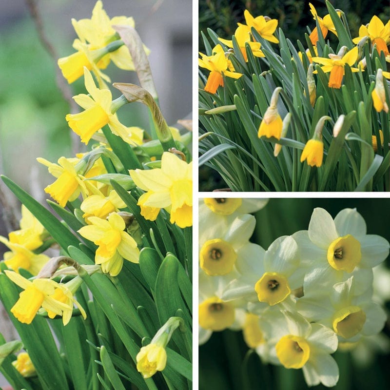 Narcissi Pot Collection