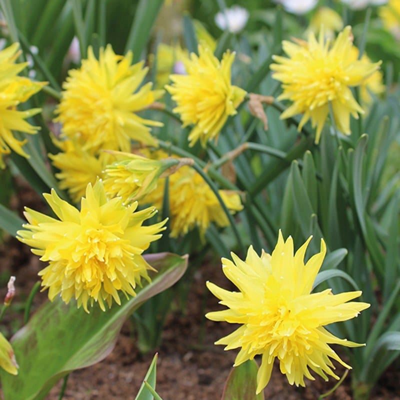 Narcissi Successional Flower Bulb Collection