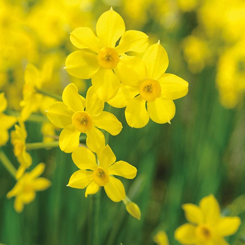 Narcissi Successional Flower Bulb Collection