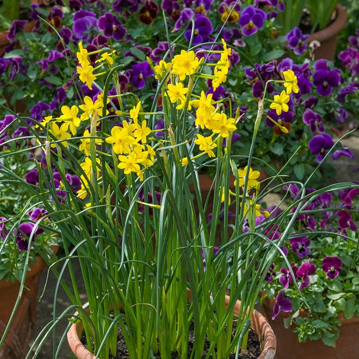 Narcissus Baby Moon Flower Bulbs