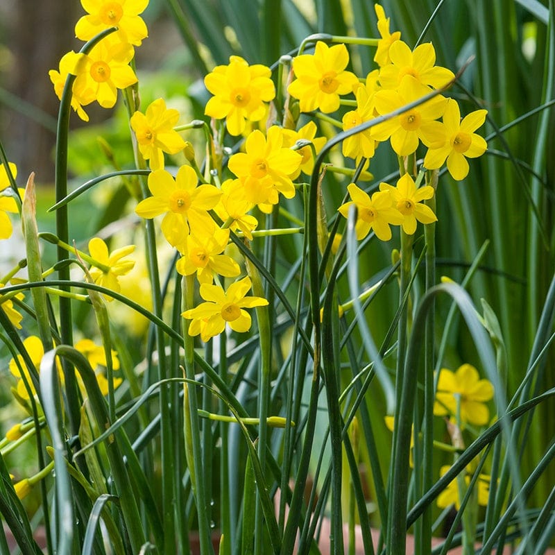 Narcissus Baby Moon Flower Bulbs