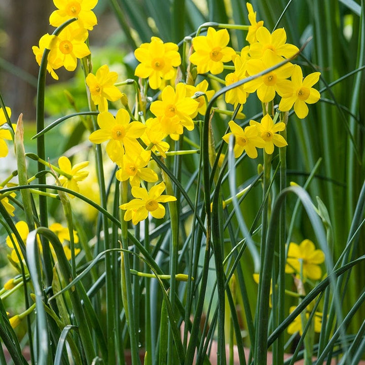 Narcissus Baby Moon Flower Bulbs